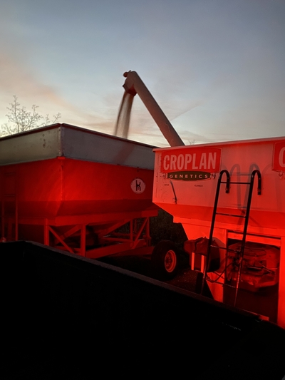 Corn being transferred from a weigh wagon to a transport wagon on the farm in Bloomer, WI
