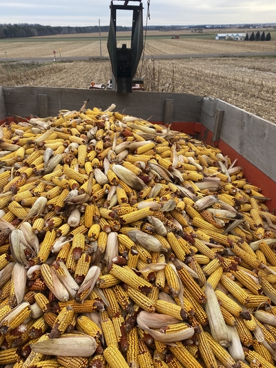 Organic corn harvested on the farm in Bloomer WI