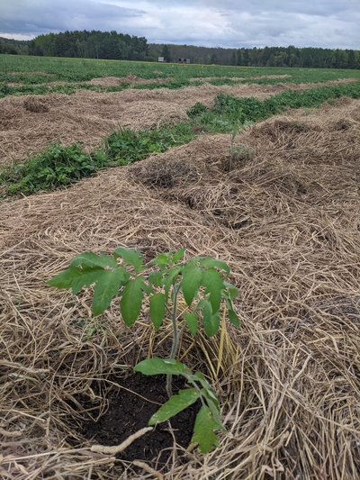 Tomato plants in no-till garden using hay bales as mulch