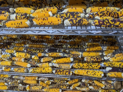 Cobs of popcorn grown and for sale in the Chippewa Valley